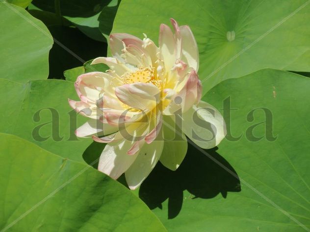 FLOR DE NENÚFAR