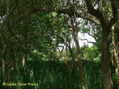 SERIE VERDES 7