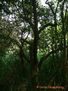 SERIE VERDES 8
