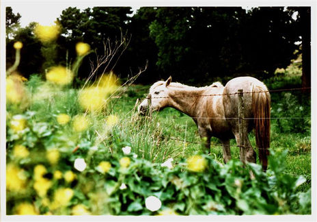 Caballo