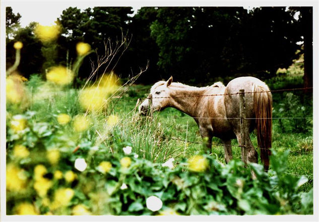 Caballo Nature Color (Manual)