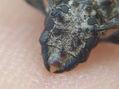 FUNGUS WEEVILS - Family Anthribidae 1  -  INSECTOS DE ARGENTINA