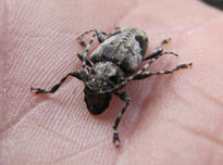 FUNGUS WEEVILS -...