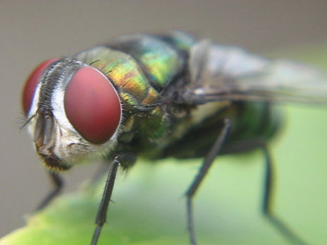 Green bottle fly macro