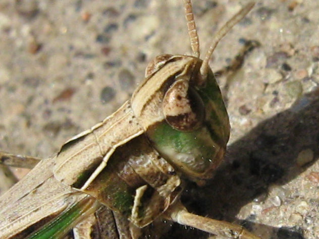 LANGOSTA MACRO  -  INSECTOS DE ARGENTINA
