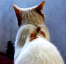 gato penitenciario