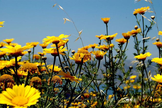 flores de verano