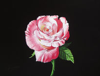 10-rosa blanca