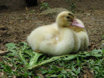 Pato en la fuente