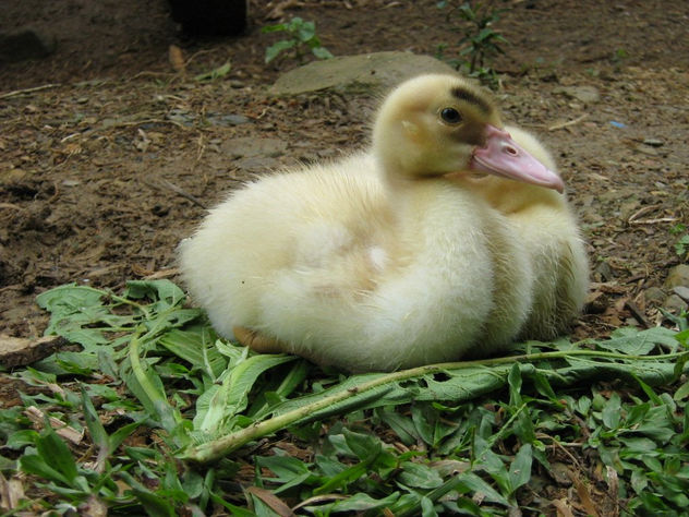 pato en la fuente
