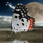 Reflejos, sueños y sensaciones thumbnail 1
