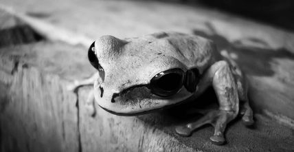 Smilisca p.