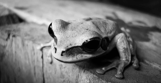 Smilisca p. Arquitectura e interiorismo Blanco y Negro (Digital)