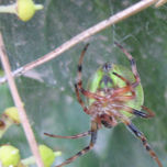ARAÑAS thumbnail 2