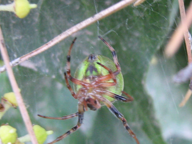 CUCUMBER GREEN SPIDER - ARAÑA VERDE - ARACNIDOS DE ARGENTINA