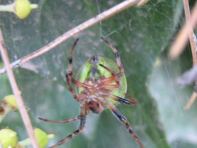 CUCUMBER GREEN SPIDER - ARAÑA VERDE - ARACNIDOS DE ARGENTINA Nature Color (Digital)