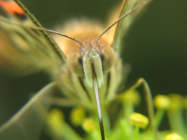MARIPOSA,MACRO DE LA CABEZA  -  INSECTOS DE ARGENTINA