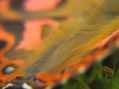 MARIPOSA,VELLO DE SU LOMO