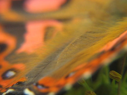 Mariposa,vello de...