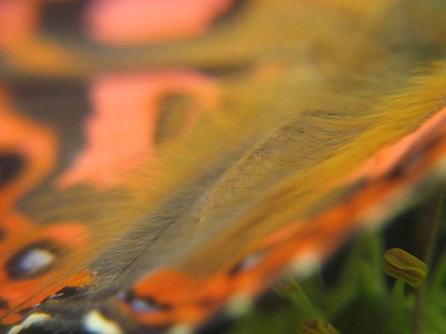 MARIPOSA,VELLO DE SU LOMO