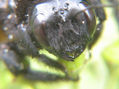 ABEJORRO,MACRO DE SU CABEZA  -  INSECTOS DE ARGENTINA
