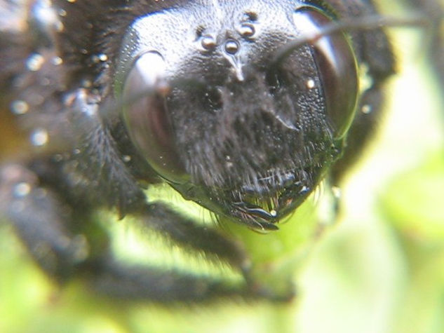 ABEJORRO,MACRO DE SU CABEZA  -  INSECTOS DE ARGENTINA Nature Color (Digital)