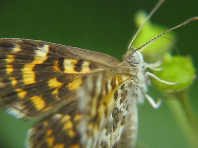 MARIPOSA  -  INSECTOS DE ARGENTINA