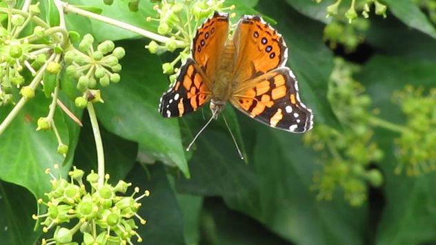MARIPOSA, TOMA A DISTANCIA  -  INSECTOS DE ARGENTINA