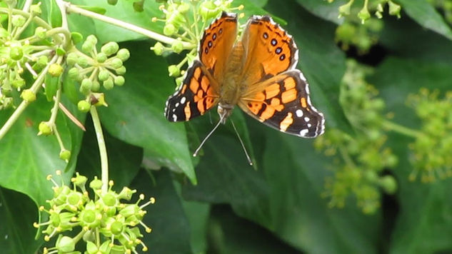 MARIPOSA, TOMA A DISTANCIA  -  INSECTOS DE ARGENTINA Naturaleza Color (Digital)