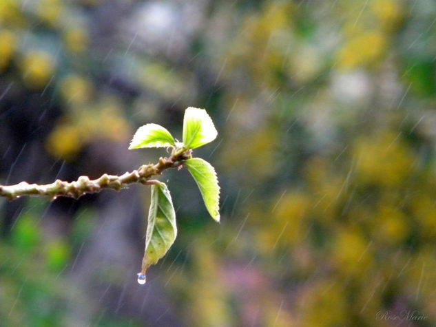 DÍA DE LLUVIA... Naturaleza Color (Química)