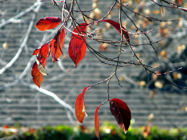 LAS ÚLTIMAS HOJAS... Naturaleza Color (Química)