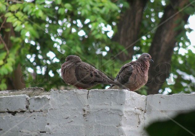 PALOMAS Naturaleza Color (Digital)