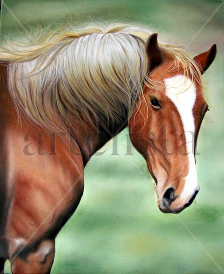 Caballo Oil Canvas Animals