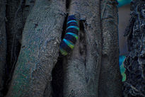 Invasor de mi jardin