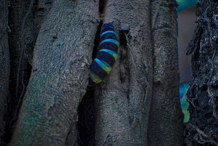 Invasor de mi jardin