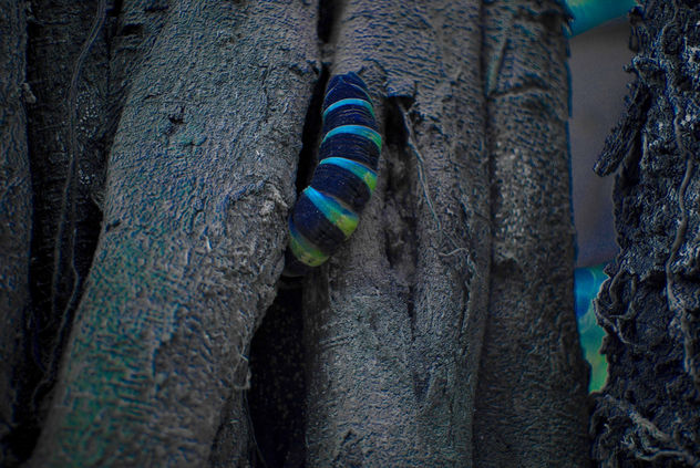 INVASOR DE MI JARDIN