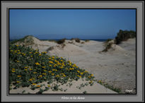 Flores en la dunas