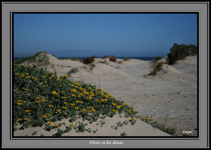 Flores en la dunas