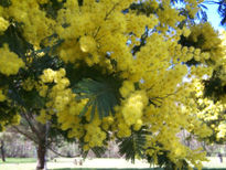 Preludio de Primavera