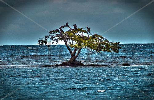 Arbol y Mar 