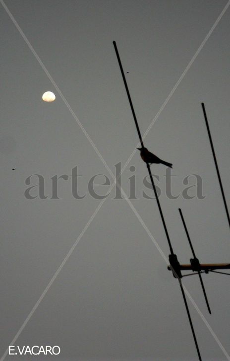 Enamorando a la luna