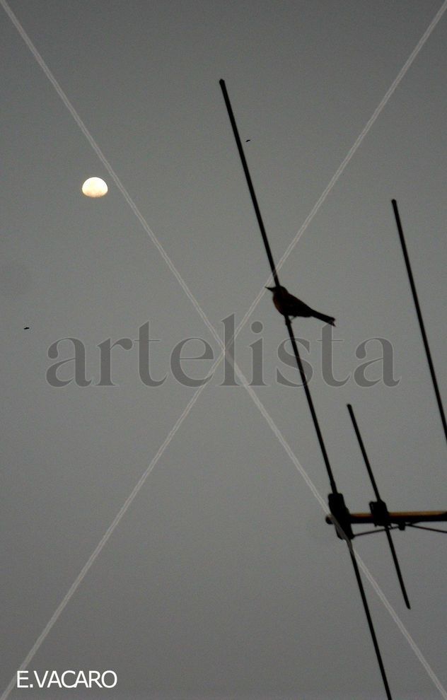 ENAMORANDO A LA LUNA