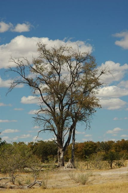 Naturaleza