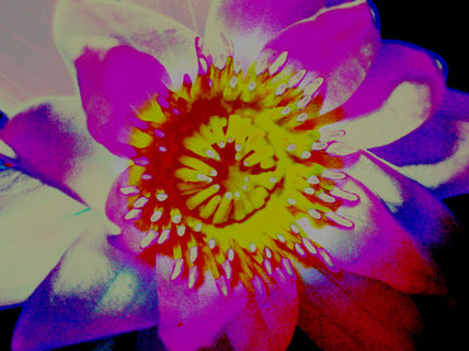 Brillos entre flores