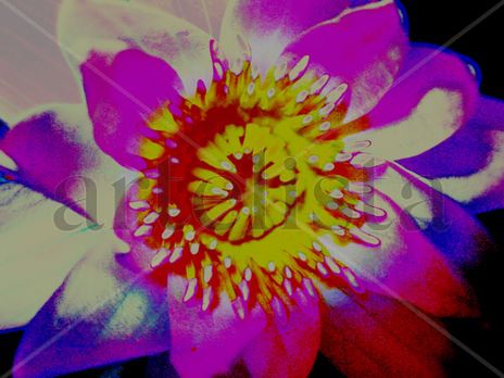 Brillos entre flores