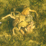 Pequeños animales thumbnail 1