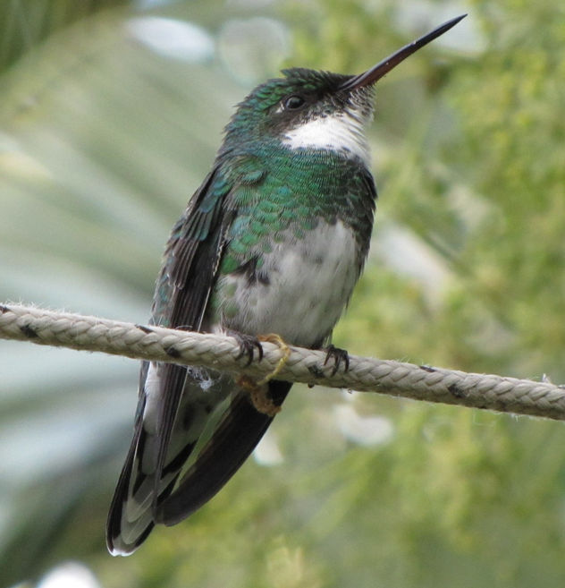 COLIBRI