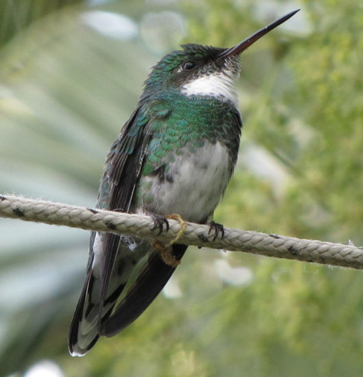 COLIBRI Fotoperiodismo y documental Color (Digital)