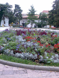Flores
