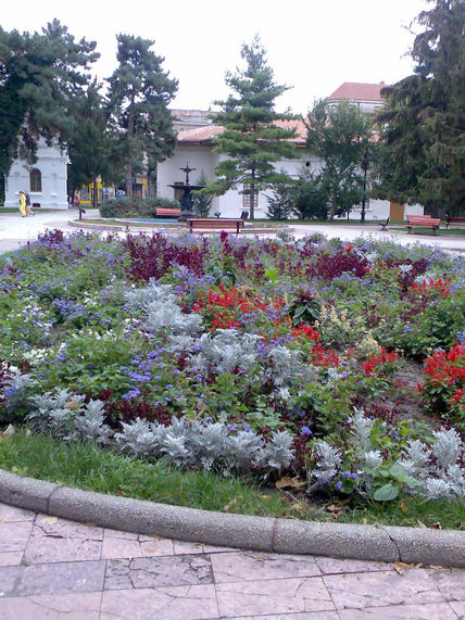 Flores